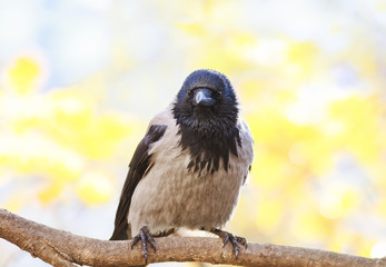 funny grey Raven stands on the branch of a tree in autumn Park