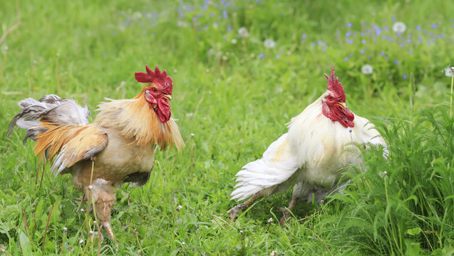 two cocks are standing and arguing in the green grass on the farm
