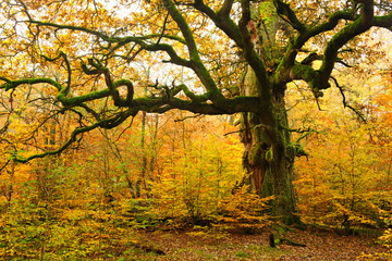 Mighty Moss Covered Oak Tree in Autumn Forest, Leaves Changing Colour