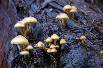 mushrooms on redwood tree