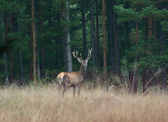 Naklejka na ściany i meble deer in the woods_2