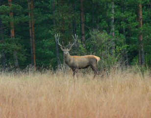 deer in the woods_3
