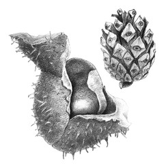 Chestnut and Pine Cone