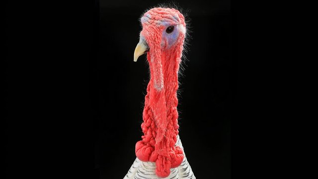   turkey-cock on a black background. the movie is made from beautiful photos