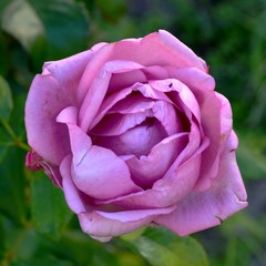 Open flower purple rose, closeup. Square frame