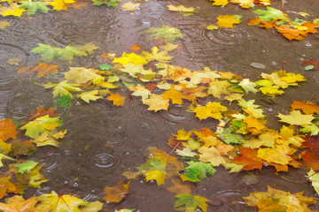 Fallen leaves of maple in puddle of water during rain