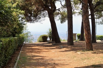 Fototapeta premium alberi parco