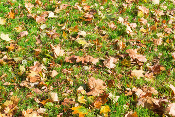 Background of a lawn with grass and autumn leaves