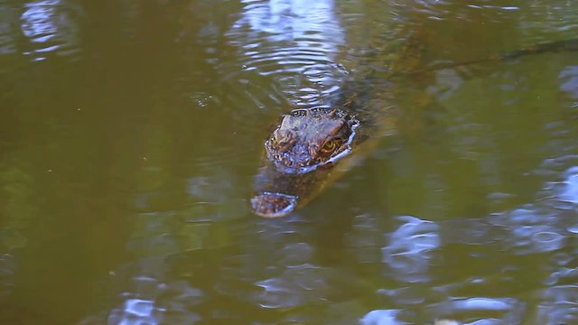 Wild Crocodile on the river, crocodile swims in a jungle river