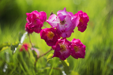 Розовые бутоны чайной розы