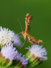 Plume moth