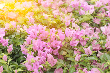 Bougainvillea blurred