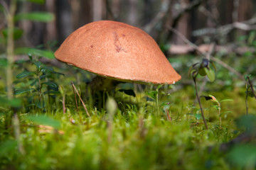 Boletus large..