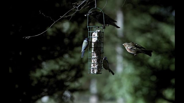Blue Tits, parus caeruleus with Starling, sturnus vulgaris Feeding on Trough, Common Chaffinch, fringilla coelebs Flying and Landing, Slow motion