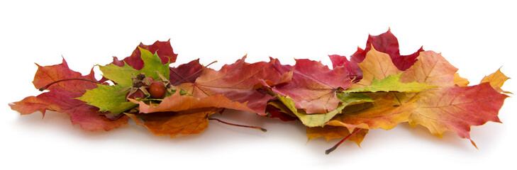 Fototapeta na wymiar Autumn maple leaves background.