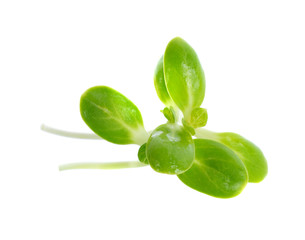 Green young sunflower sprout isolated on the white background