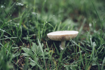 White mushroom in green grass with dew drops
