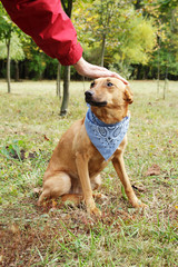 Stroking dog in scarf. Dog is walking in park. Owner squeeze and palm their dog. Domestication of scared and pooch dog.