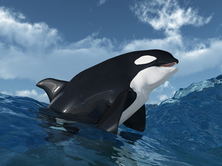 Obraz premium Schwertwal in stürmischer See