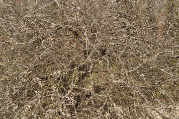 texture of dry tree