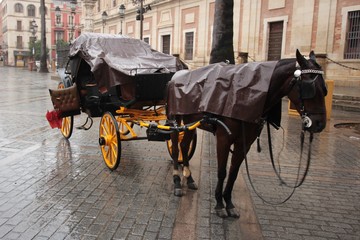 Fototapeta na wymiar Nasses Pferd in Sevilla