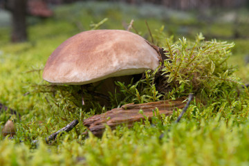 boletus