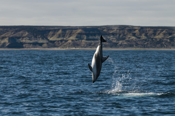 Obraz premium Dusky dolphin