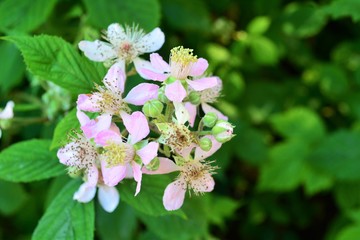 Wild strawberry flower,s