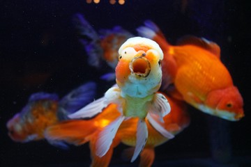 金魚