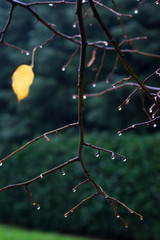 Gocce d’acqua sui rami spogli di un albero dopo la pioggia