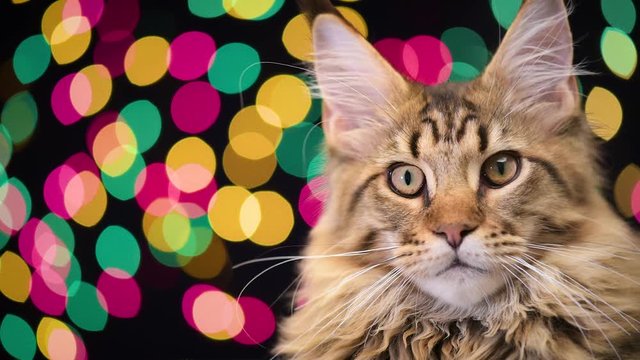 Portrait of black tabby Maine Coon kitten - 5 months old. Funny young cat on bokeh background of Christmas lights. Kitty with color garland for New Year looking at camera. 