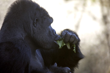 gorilla eating leaves
