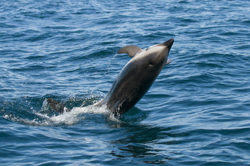 Dusky dolphin