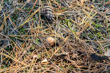Small edible mushroom greasers under forest needles.