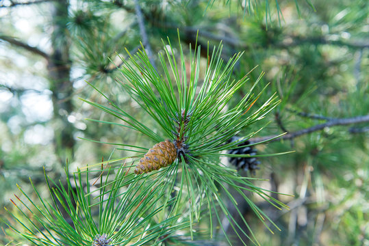 Spruce branches with cones.