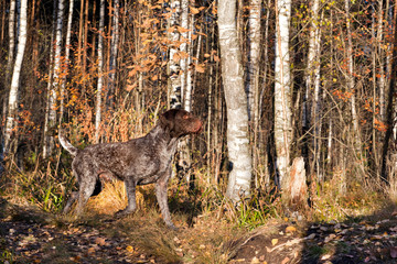 Dog drathaar runs in the autumn forest