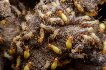 Hordes of termites building their nest