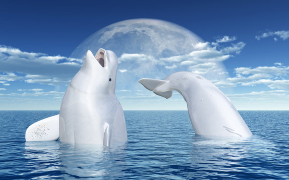 Beluga whales in front of the moon