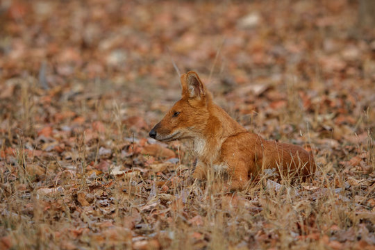 Indian wild dog is resting in the nature habitat, very rare animal, dhoul, dhole, red wolf, red devil, indian wildlife, dog family, nature beauty, cuon alpinus