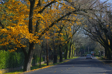 Naklejka premium yellow foliage