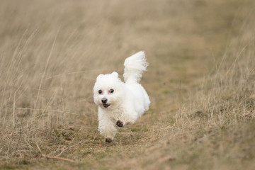 Malteser Hund läuft über eine Wiese im Herbst