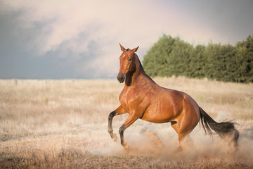 red horse jump on the field with yellow grass on sky background