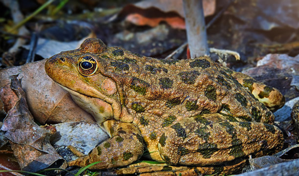 Great spotted toad close-up on a background of leaves and stones