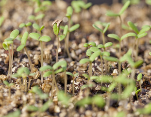 Seedlings Sprouting