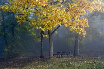 Fall colors tree in National Park Camp site on sunny and foggy day