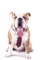 English bulldog with tie