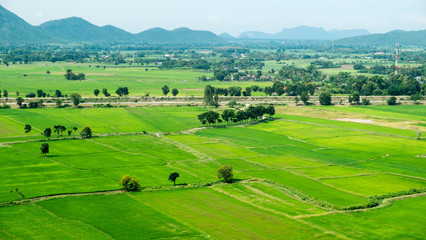 Fototapeta na wymiar terraced rice fields , Wild Abundance