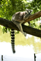 Ring- tailed Lemur