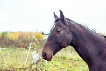 Obraz premium Big horse outdoors