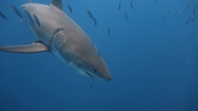 Великолепные подводные погружения с Большими белыми акулами у острова Гуадалупе в Тихом океане. Мексика.